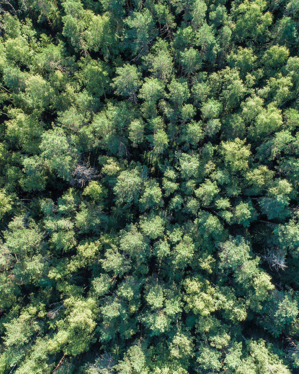 A forest canopy seen from above