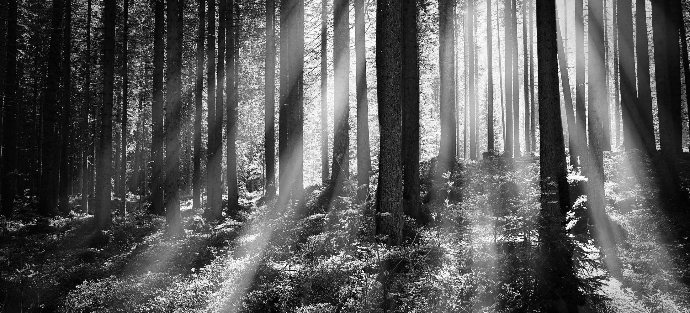Sunlight through a forest canopy